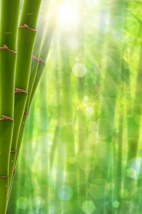 Bamboo in forest Bamboo in forest