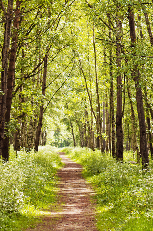 Forest Path