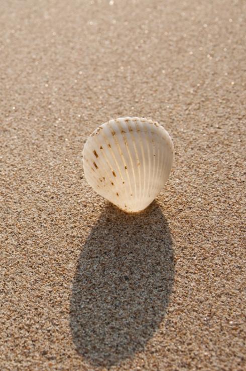 Shell (Image)